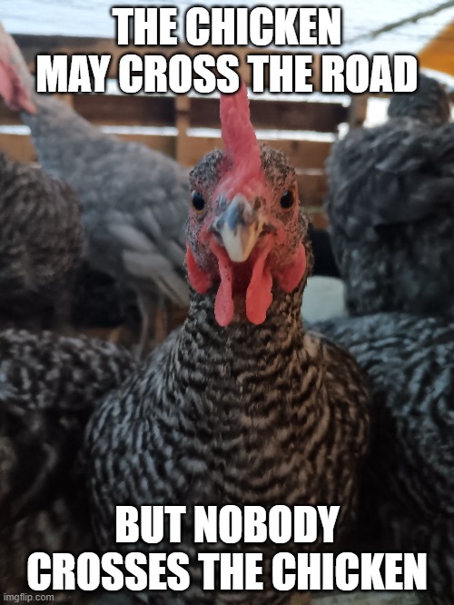 Don't cross the chicken! | THE CHICKEN MAY CROSS THE ROAD; BUT NOBODY CROSSES THE CHICKEN | image tagged in chicken,why did the chicken cross the road,chickens | made w/ Imgflip meme maker