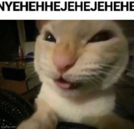 HEYJYJYJYYYYEHY | image tagged in cat | made w/ Imgflip meme maker