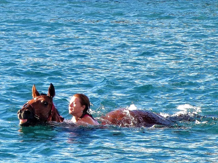 High Quality Horses swimming around the boat Blank Meme Template