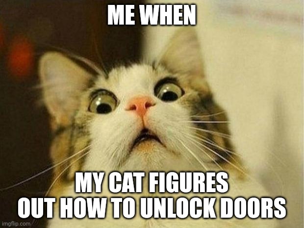 Scared Cat Meme | ME WHEN; MY CAT FIGURES OUT HOW TO UNLOCK DOORS | image tagged in memes,scared cat | made w/ Imgflip meme maker