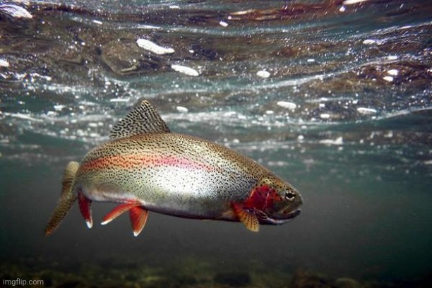 Trout | image tagged in trout | made w/ Imgflip meme maker