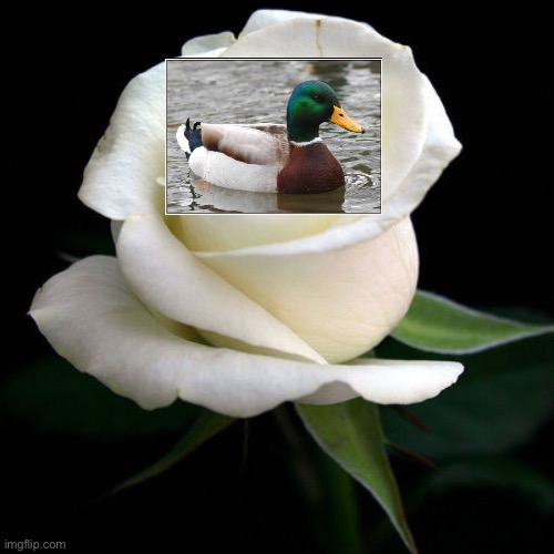 white rose | image tagged in white rose | made w/ Imgflip meme maker