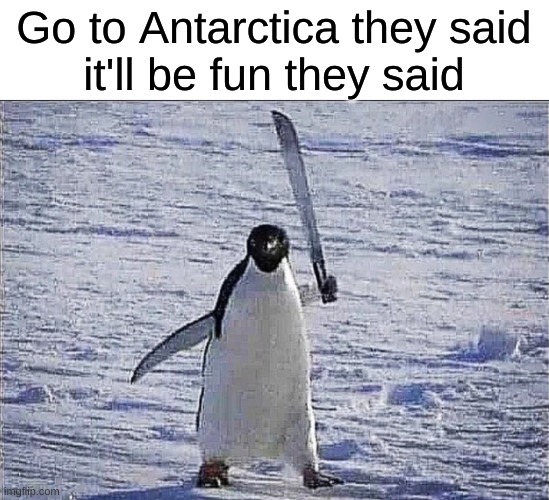 and yes I made this a template | Go to Antarctica they said
it'll be fun they said | image tagged in penguin with knife,memes,funny,antarctica | made w/ Imgflip meme maker