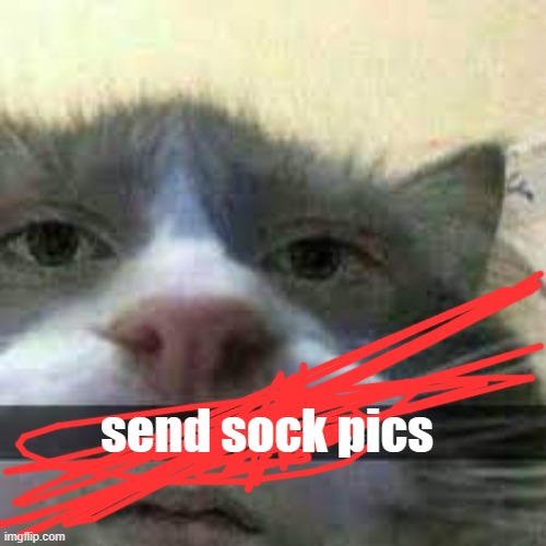 send toe pics cat | send sock pics | image tagged in send toe pics cat | made w/ Imgflip meme maker