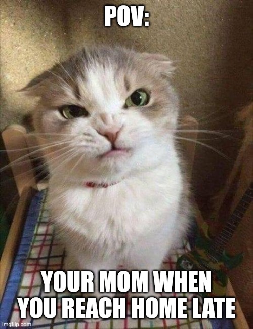 Angry cat | POV:; YOUR MOM WHEN YOU REACH HOME LATE | image tagged in angry cat,memes,mom,relateable,home,teens | made w/ Imgflip meme maker