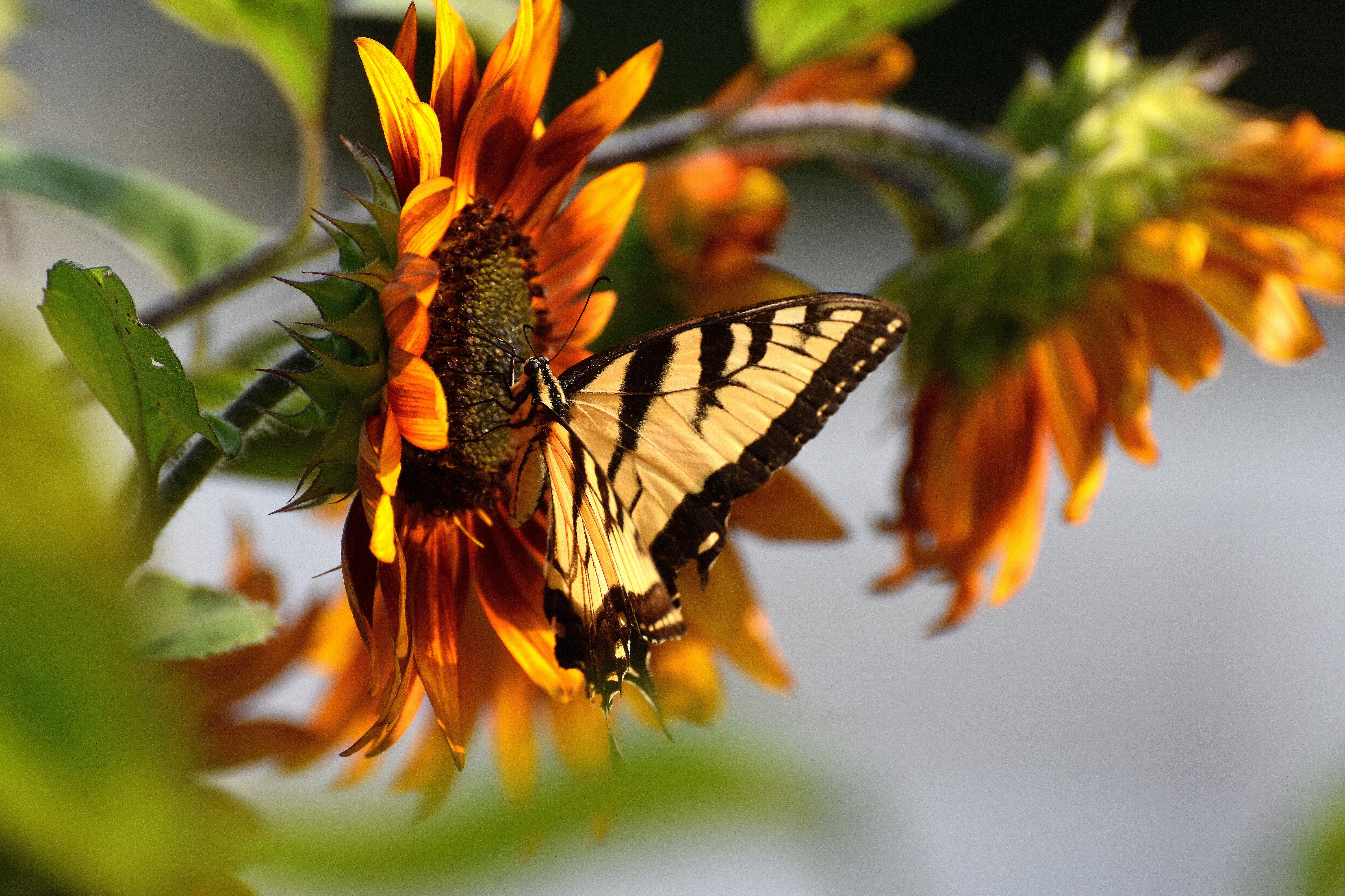 I was very fortunate to get this shot, right out my front window! | image tagged in butterfly,sunflower,kewlew | made w/ Imgflip meme maker