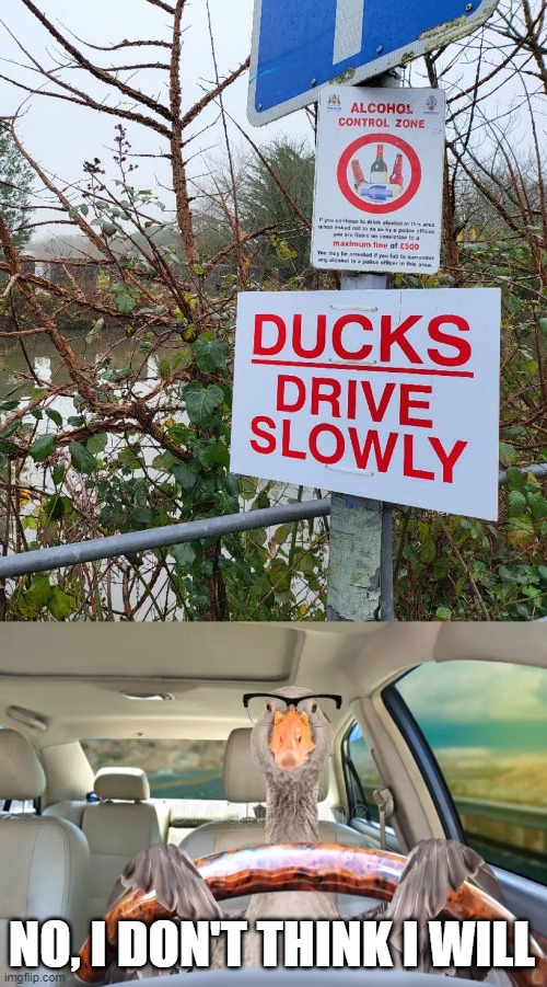 Drive Slow | NO, I DON'T THINK I WILL | image tagged in ducks | made w/ Imgflip meme maker