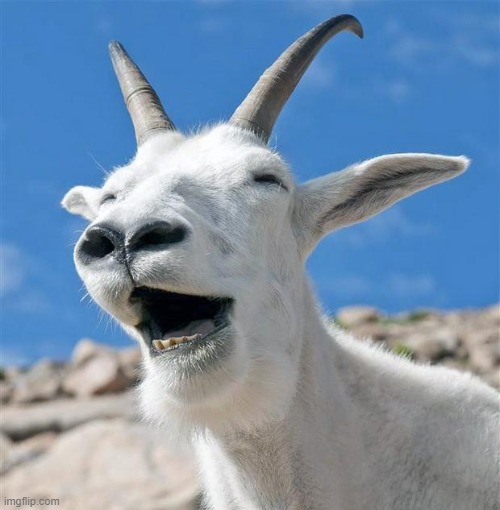 it's the goat | image tagged in memes,laughing goat | made w/ Imgflip meme maker