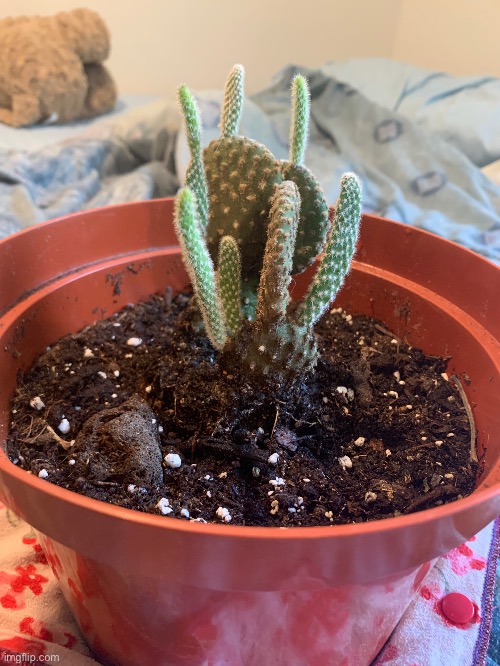 I’m so proud of my little bunny ear cactus | made w/ Imgflip meme maker