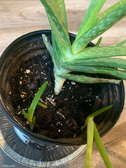 she haved babies <333 | made w/ Imgflip meme maker