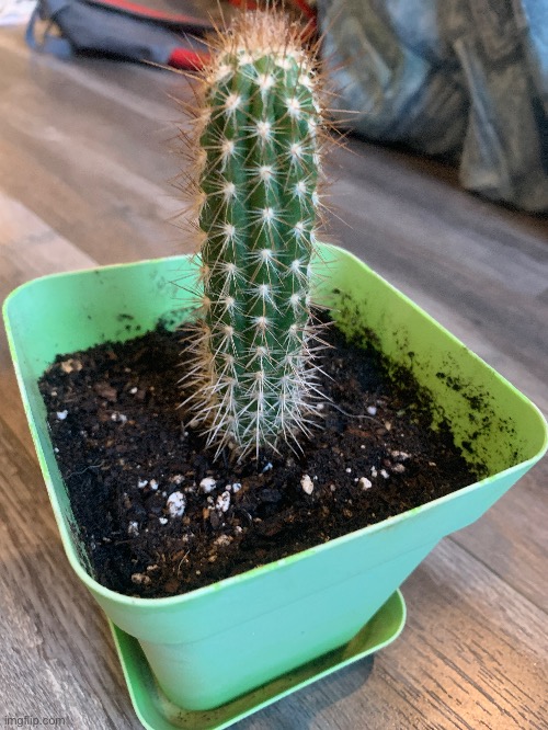 Plant :3 | made w/ Imgflip meme maker