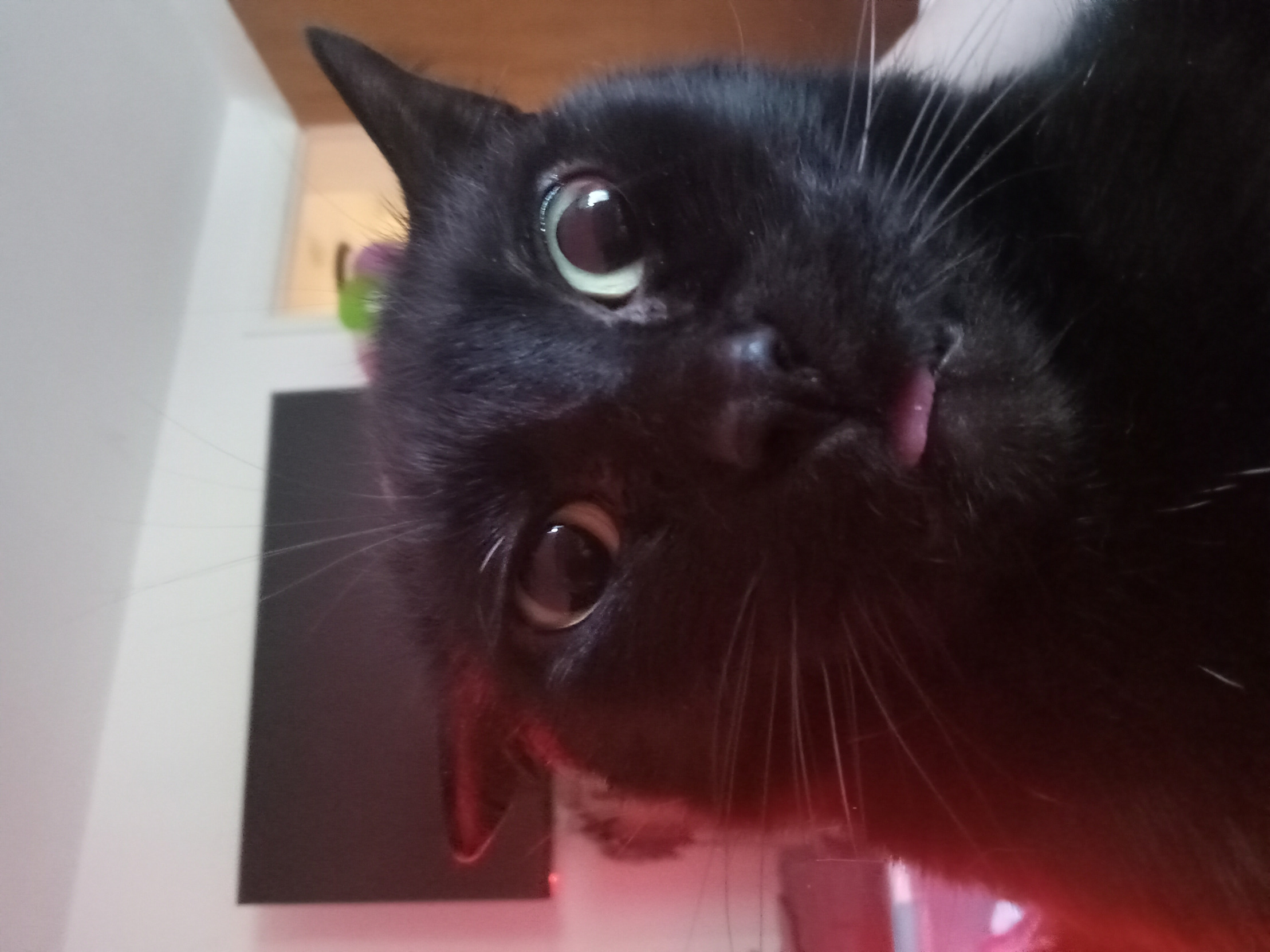 Blackie Stick Tongue out Blank Meme Template