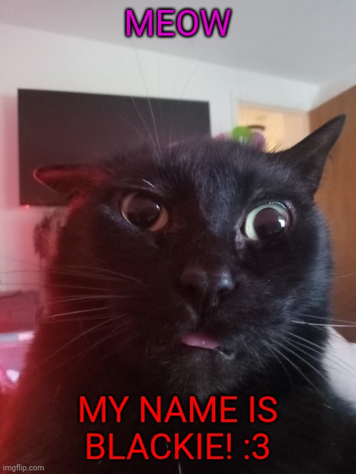 Blackie Blank Meme Template