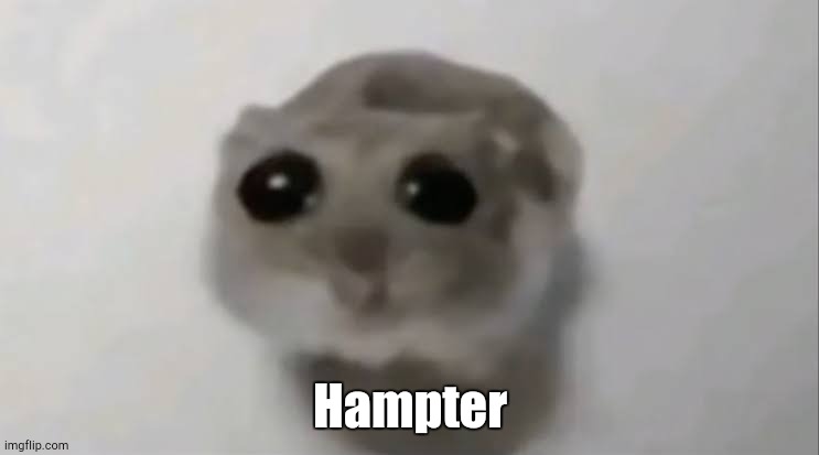 Hampter | Hampter | image tagged in hampter | made w/ Imgflip meme maker