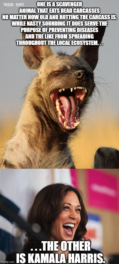Just some nature FYI. | ONE IS A SCAVENGER ANIMAL THAT EATS DEAD CARCASSES NO MATTER HOW OLD AND ROTTING THE CARCASS IS.

WHILE NASTY SOUNDING IT DOES SERVE THE PURPOSE OF PREVENTING DISEASES AND THE LIKE FROM SPREADING THROUGHOUT THE LOCAL ECOSYSTEM. . . . . .THE OTHER IS KAMALA HARRIS. | image tagged in laughing hyena,cackling kamala harris,politics,political humor | made w/ Imgflip meme maker