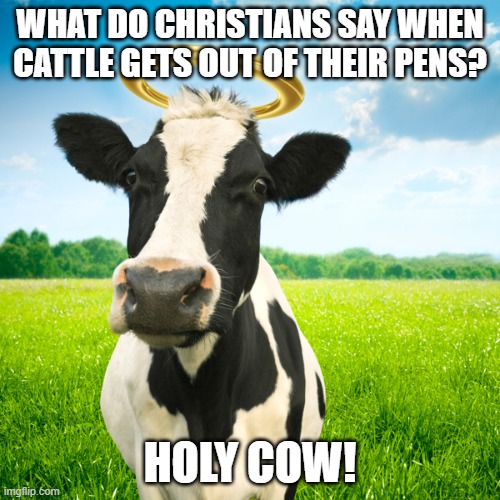 Am I saying it right? | WHAT DO CHRISTIANS SAY WHEN CATTLE GETS OUT OF THEIR PENS? HOLY COW! | image tagged in holy cow,memes,funny,bad joke | made w/ Imgflip meme maker