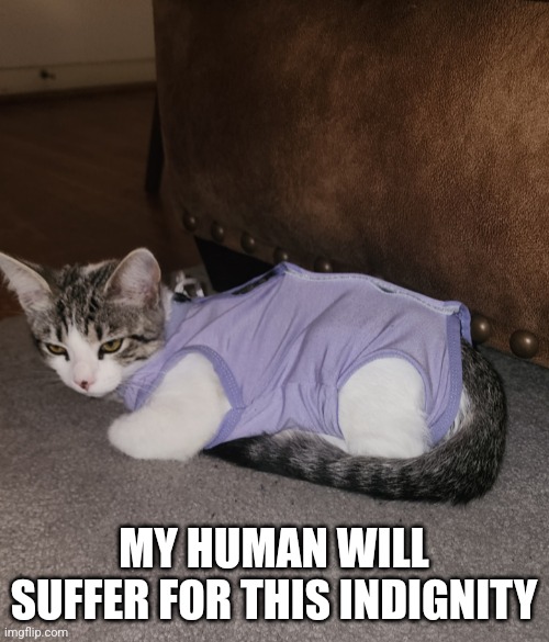 Toddler kitten | MY HUMAN WILL SUFFER FOR THIS INDIGNITY | image tagged in toddler kitten | made w/ Imgflip meme maker