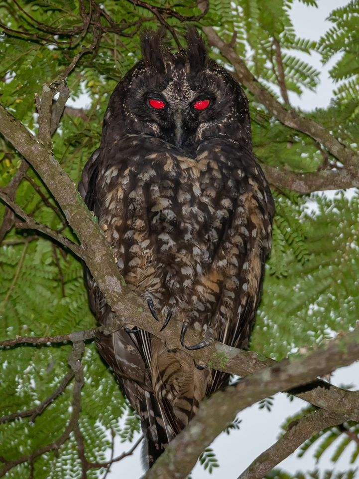 Stygian owl stare Blank Meme Template