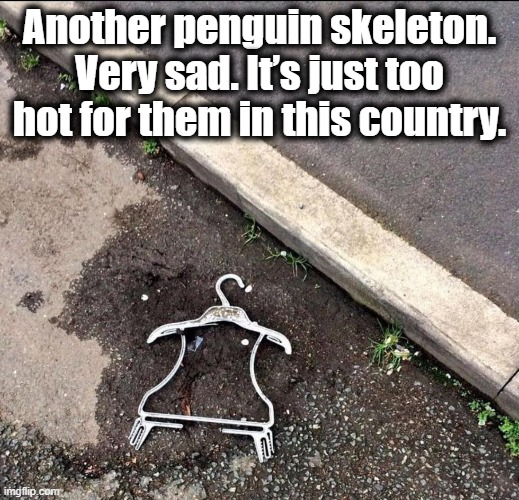 Penguin Skeleton | Another penguin skeleton. Very sad. It’s just too hot for them in this country. | image tagged in penguins,skeleton,funny,funny memes | made w/ Imgflip meme maker