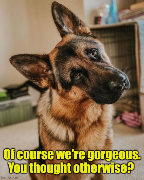 GSD Head Tilt | Of course we're gorgeous. You thought otherwise? | image tagged in gsd head tilt | made w/ Imgflip meme maker