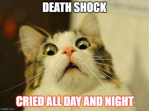 Scared Cat Meme | DEATH SHOCK; CRIED ALL DAY AND NIGHT | image tagged in memes,scared cat | made w/ Imgflip meme maker