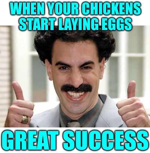 Chicken Success | WHEN YOUR CHICKENS START LAYING EGGS; GREAT SUCCESS | image tagged in great success,chickens,happy day | made w/ Imgflip meme maker