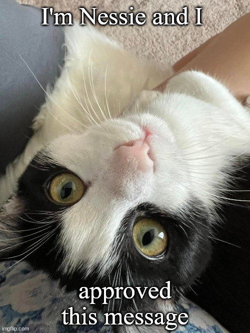 Cat lady approved | I'm Nessie and I; approved this message | image tagged in cat,cute cat,cat lady | made w/ Imgflip meme maker