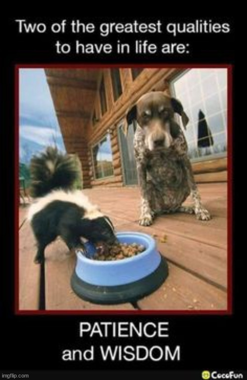 Smart dog waits to get back food dish | image tagged in repost,smart dog,patience,wisdom | made w/ Imgflip meme maker