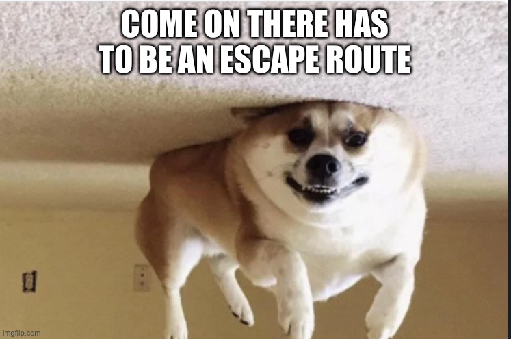 Upside down dog | COME ON THERE HAS TO BE AN ESCAPE ROUTE | image tagged in upside down dog | made w/ Imgflip meme maker