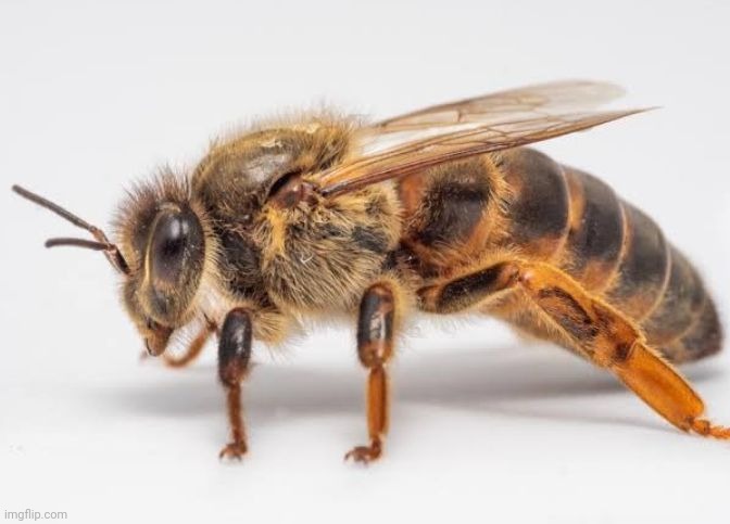 Queen bee | image tagged in queen bee | made w/ Imgflip meme maker