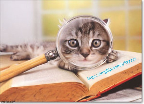 cat magnifying glass | https://imgflip.com/i/5zzzzz | image tagged in cat magnifying glass | made w/ Imgflip meme maker