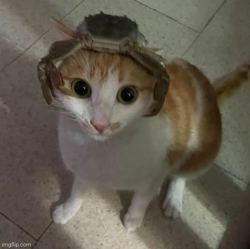 Crab | image tagged in cat | made w/ Imgflip meme maker