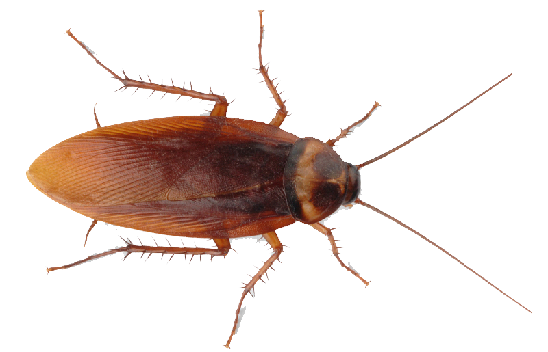 Cockroach Blank Meme Template
