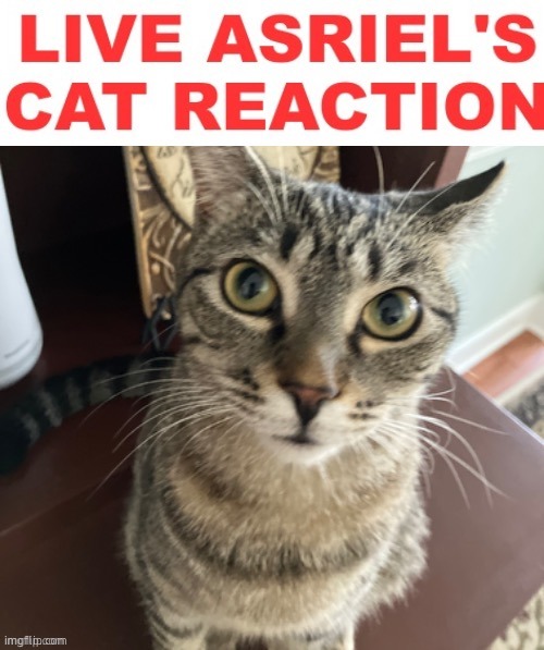 Live Asriel's Cat Reaction | image tagged in live asriel's cat reaction | made w/ Imgflip meme maker