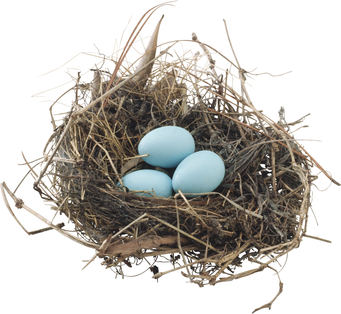 Bird nest nido de ave Blank Meme Template