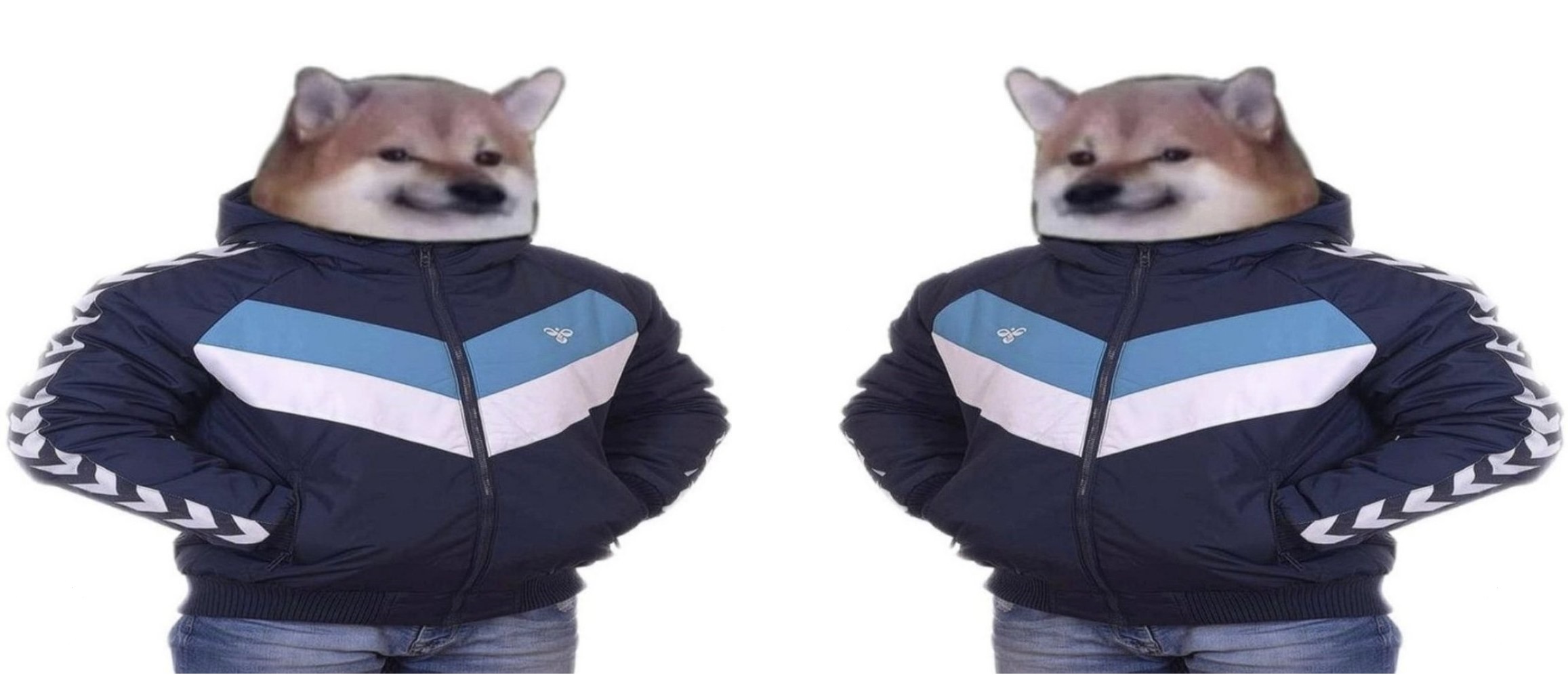 High Quality Dog in jacket Blank Meme Template