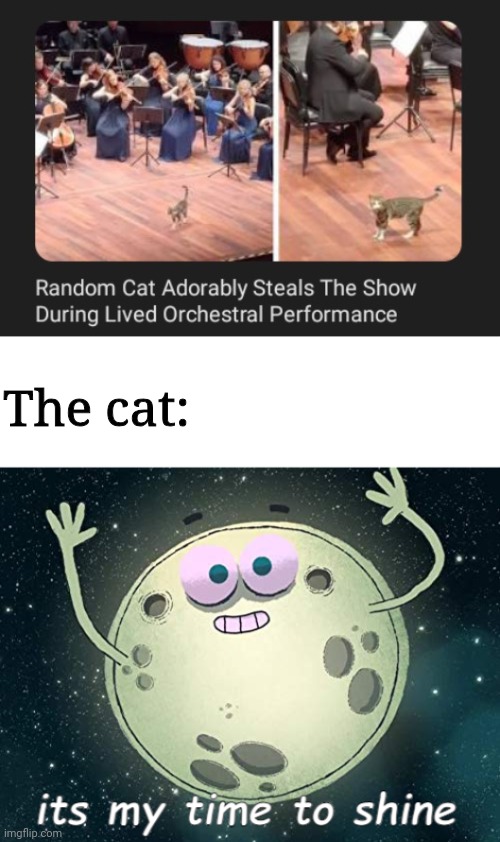 Cat orchestra | The cat: | image tagged in its my time to shine,cats,cat,show,memes,orchestra | made w/ Imgflip meme maker