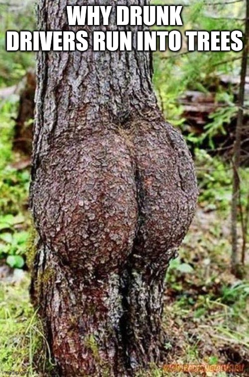 That wood explain a lot | WHY DRUNK DRIVERS RUN INTO TREES | image tagged in sexy tree | made w/ Imgflip meme maker