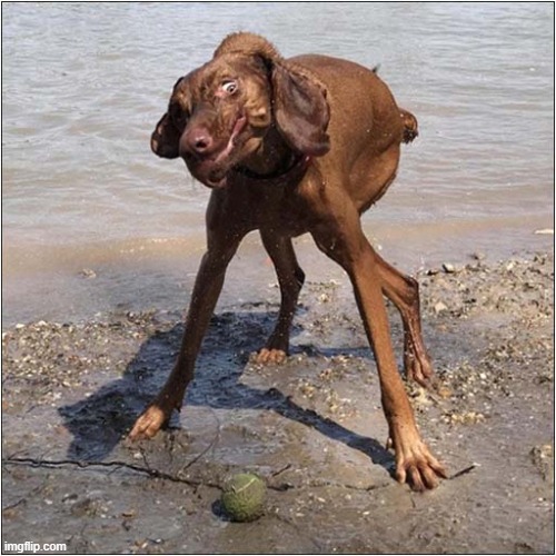 ... And Shake ! | image tagged in dogs,seaside,shake | made w/ Imgflip meme maker