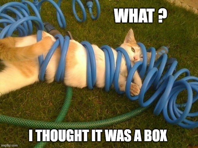 memes by Brad - My cat thought this was a box | WHAT ? I THOUGHT IT WAS A BOX | image tagged in funny,cats,funny cats,box,kittens,humor | made w/ Imgflip meme maker