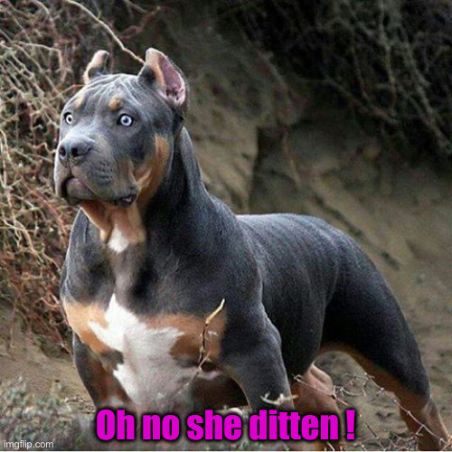 big dog | Oh no she ditten ! | image tagged in big dog | made w/ Imgflip meme maker