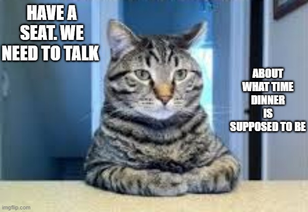 memes by Brad - Cat wants to talk about what time dinner is supposed to be | HAVE A SEAT. WE NEED TO TALK; ABOUT WHAT TIME DINNER IS SUPPOSED TO BE | image tagged in funny,cats,kittens,funny cat memes,cute kittens,humor | made w/ Imgflip meme maker