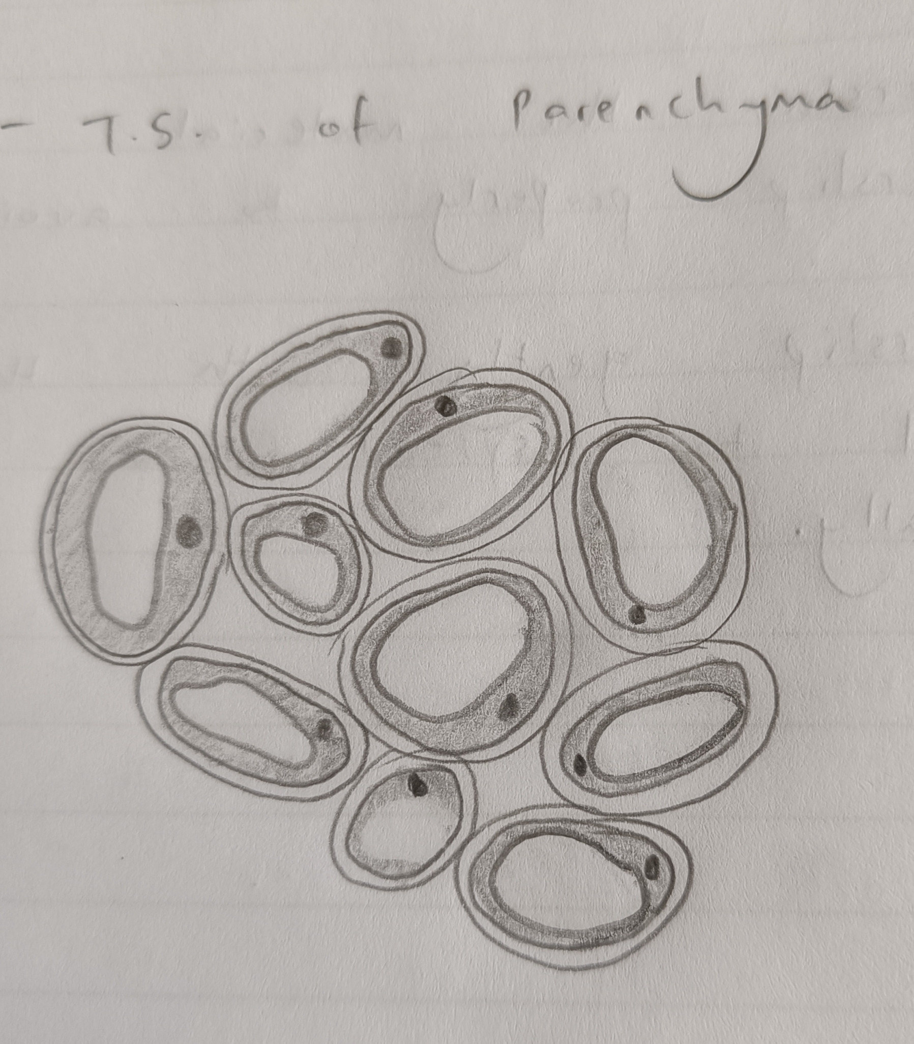 TS of Parenchyma diagram Blank Meme Template