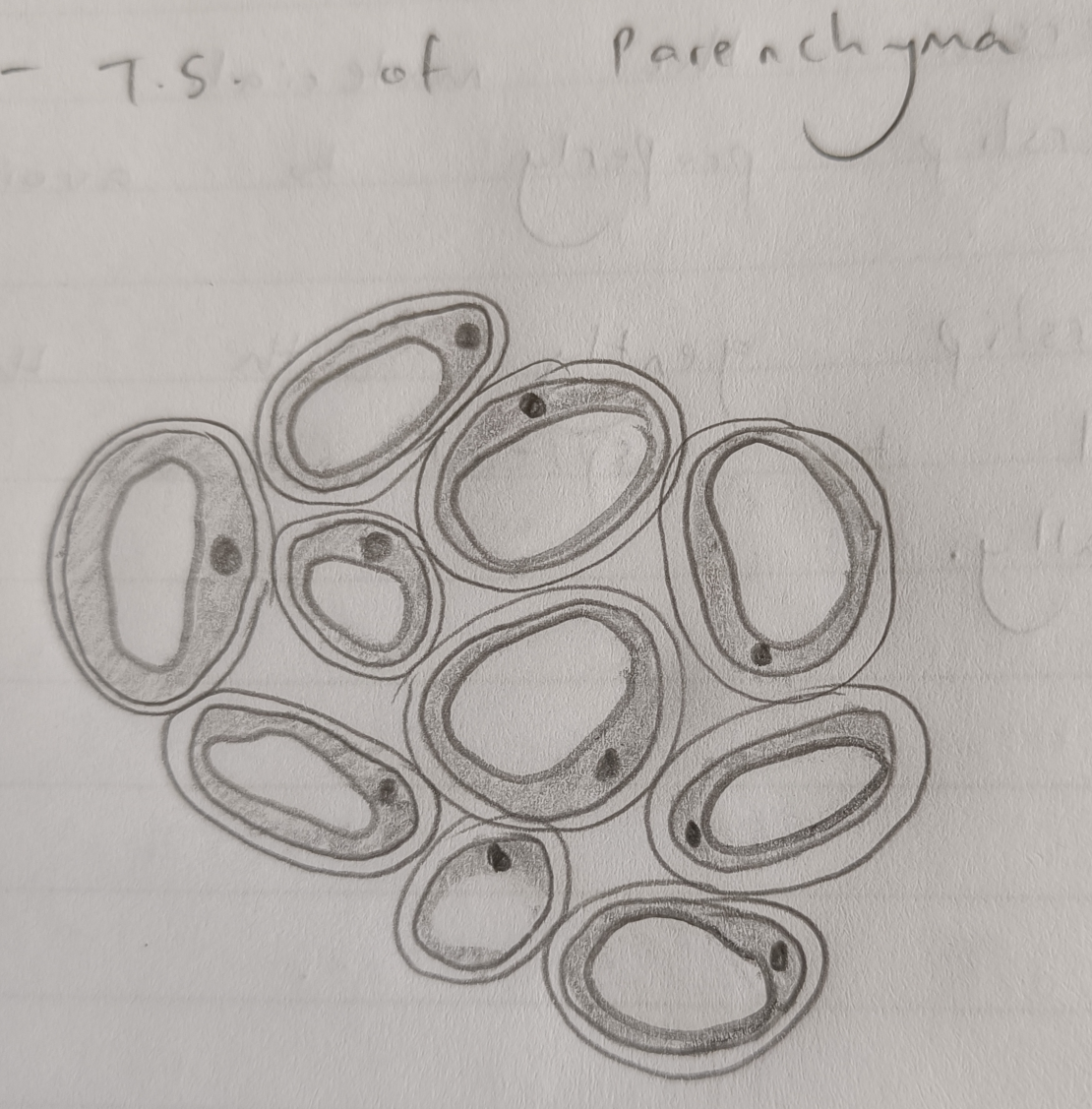 Parenchyma transverse section diagram Blank Meme Template