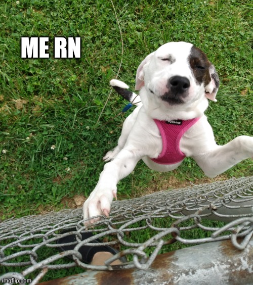 ME RN | image tagged in happe dog | made w/ Imgflip meme maker