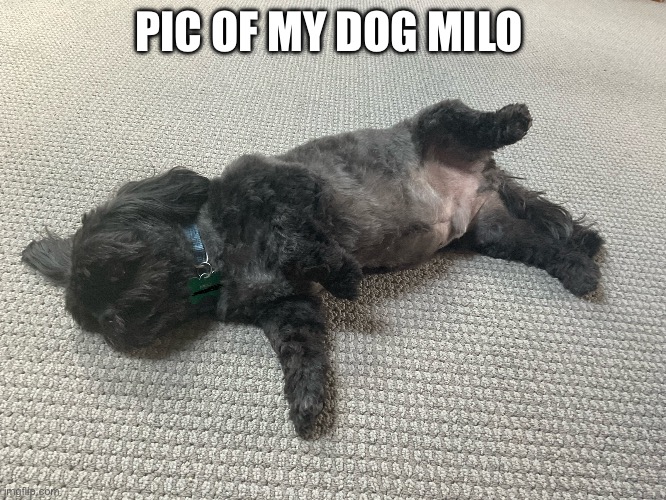 My dog | PIC OF MY DOG MILO | image tagged in hello,doggo | made w/ Imgflip meme maker