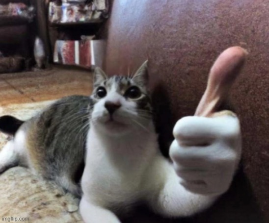 Thumbs up | image tagged in thumb cat | made w/ Imgflip meme maker