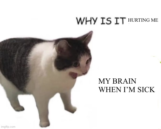 Why does it | HURTING ME; MY BRAIN WHEN I’M SICK | image tagged in cat screaming | made w/ Imgflip meme maker