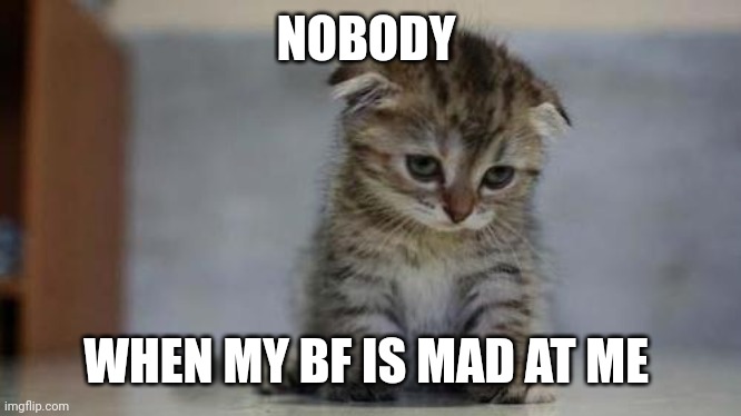 Sad kitten | NOBODY; WHEN MY BF IS MAD AT ME | image tagged in sad kitten | made w/ Imgflip meme maker