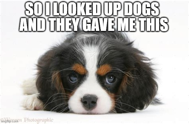 cavalier king charles spaniel | SO I LOOKED UP DOGS; AND THEY GAVE ME THIS | made w/ Imgflip meme maker